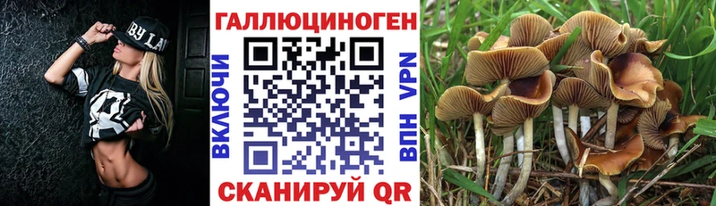 купить наркотик  Железноводск  Галлюциногенные грибы Psilocybe 