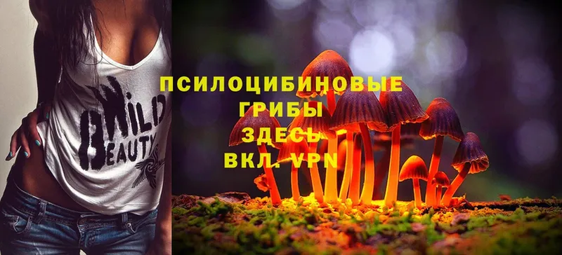 Псилоцибиновые грибы Cubensis  Железноводск 